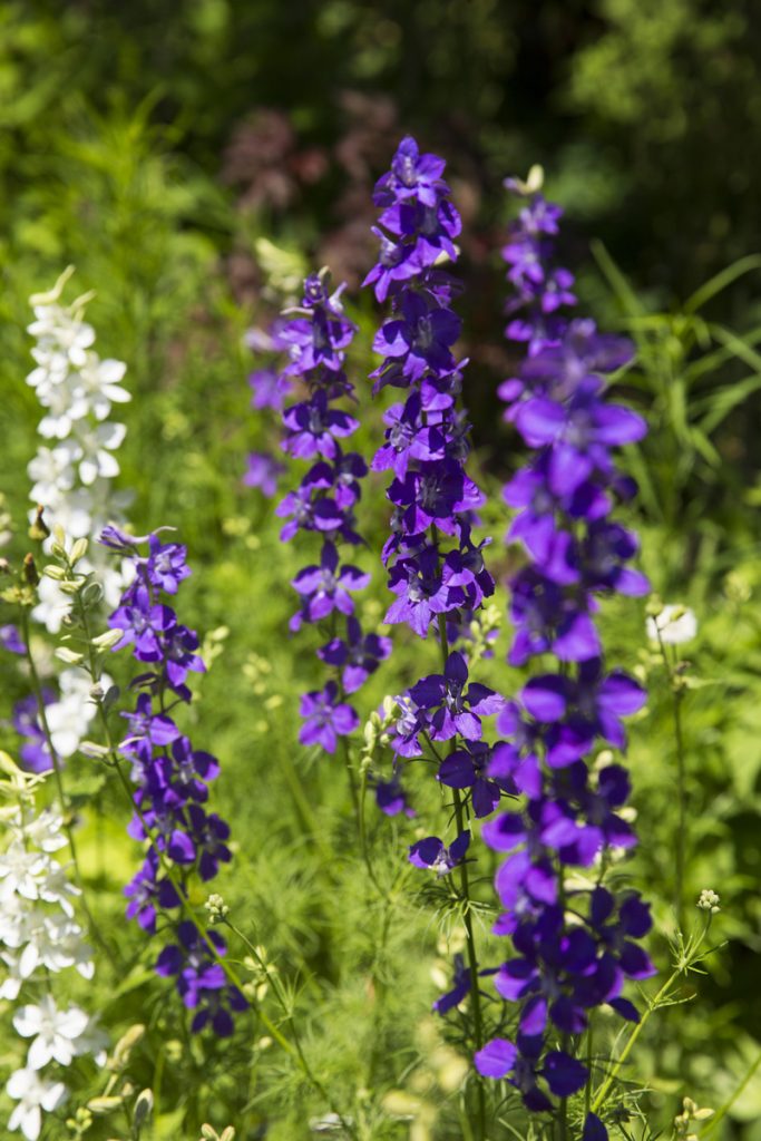 Salvia reptans West Texas form