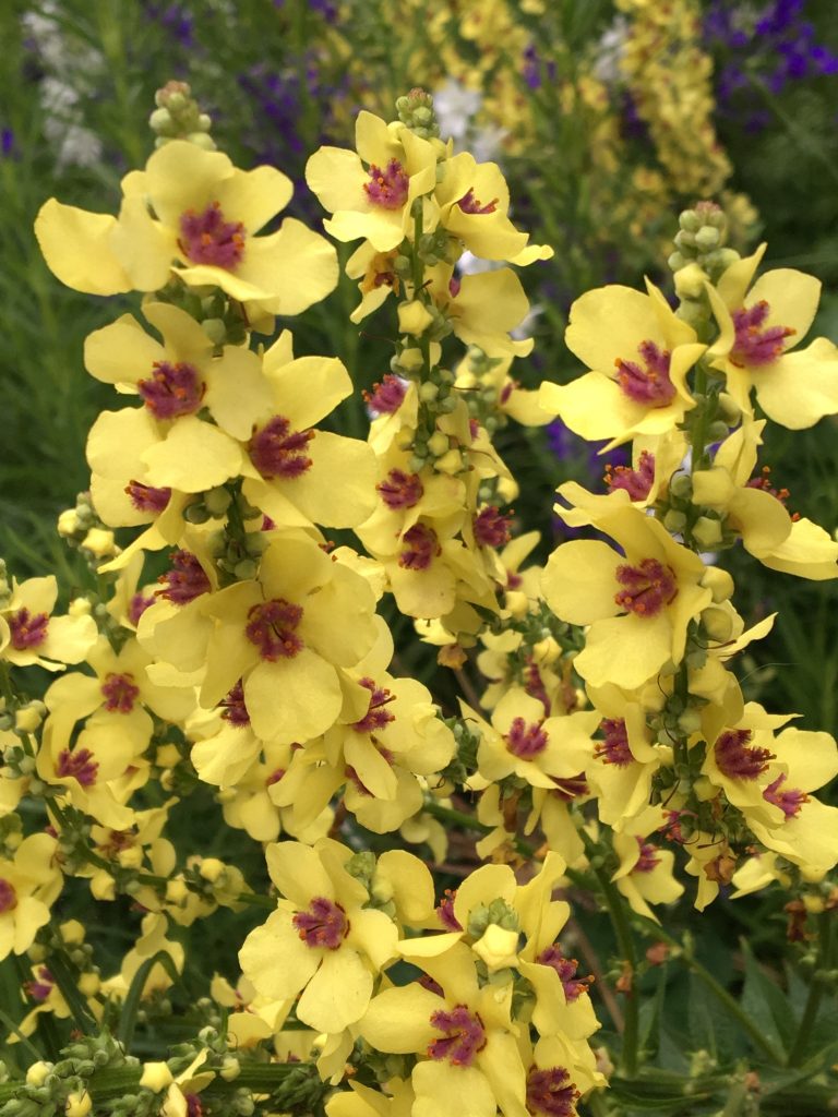 Verbascum chaixii 'Sixteen Candles'