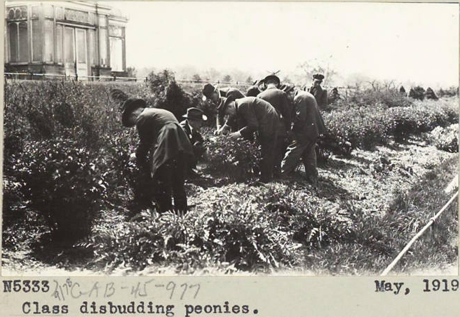 disbudding 1919
