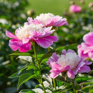 Matelich Anniversary Peony Collection