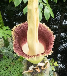 Corpse Flower