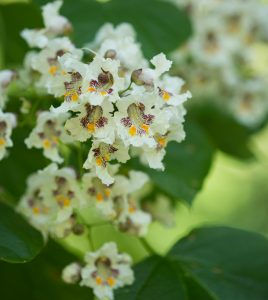 Southern catalpa