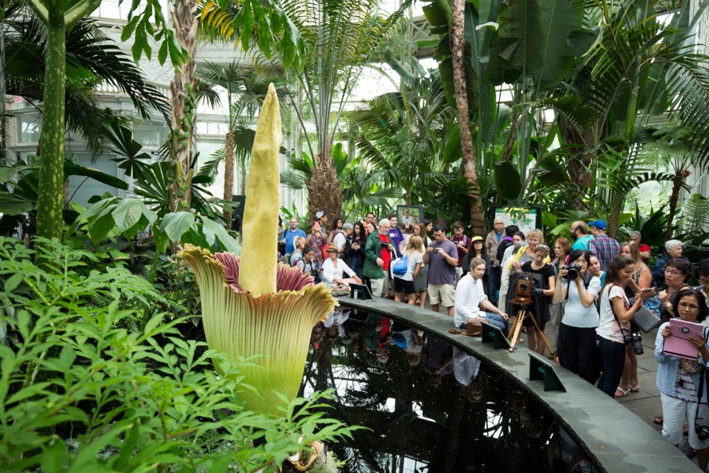 Corpse Flower