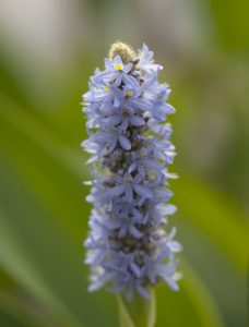 Pontederia cordata