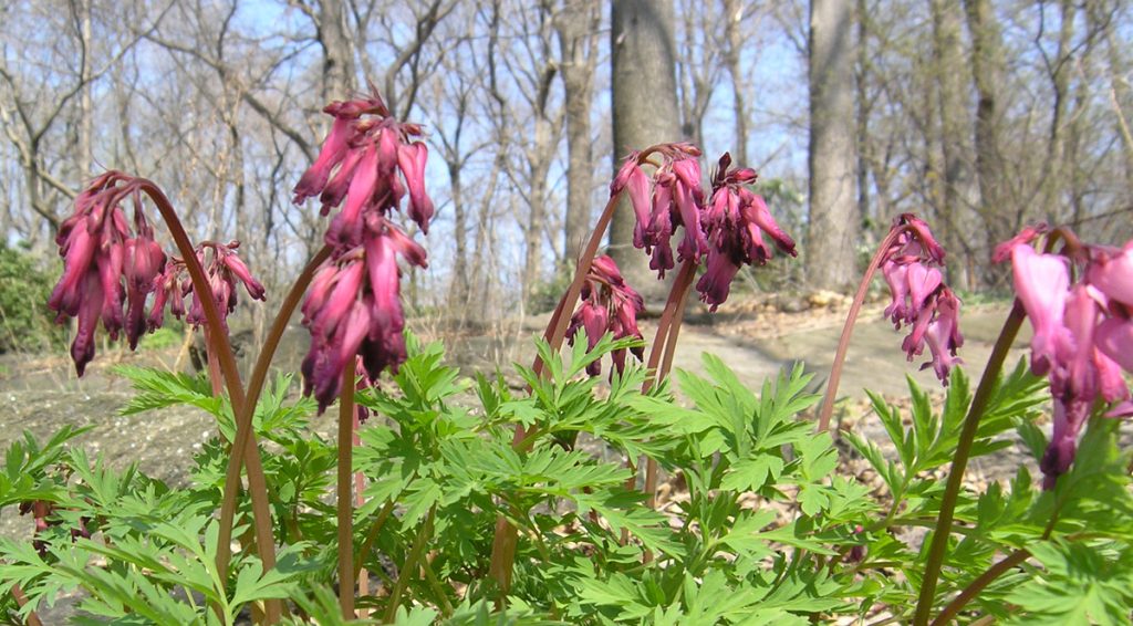 Dicentra eximia