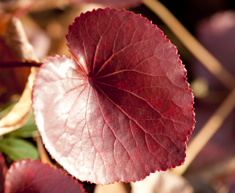 Galax urceolata