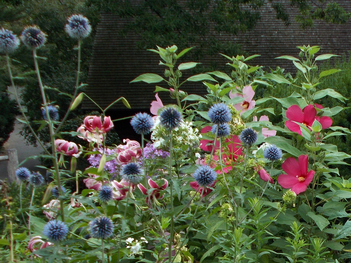 Visiting a Summer Shakespeare Garden Plant Talk