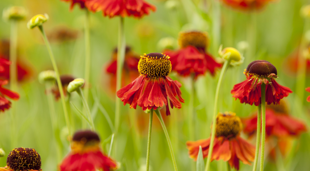 Helenium 'Moerheim Beauty'