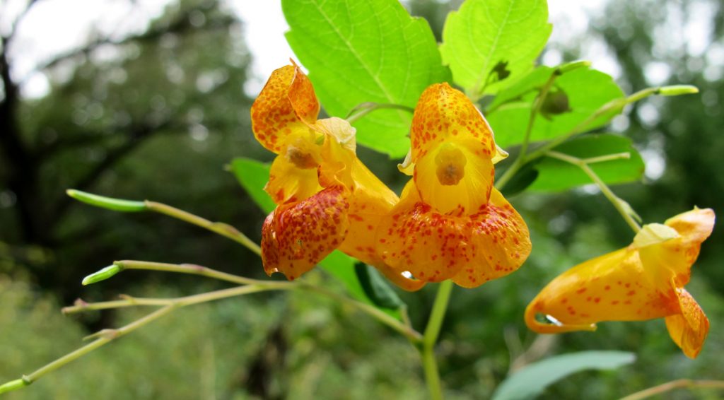 Impatiens capensis