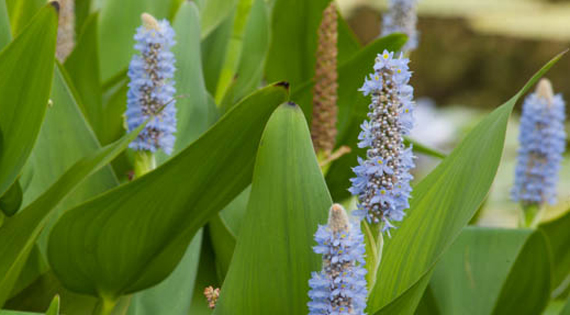 Pontederia cordata