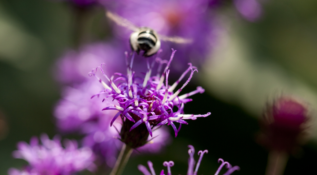 Vernonia noveboracensis