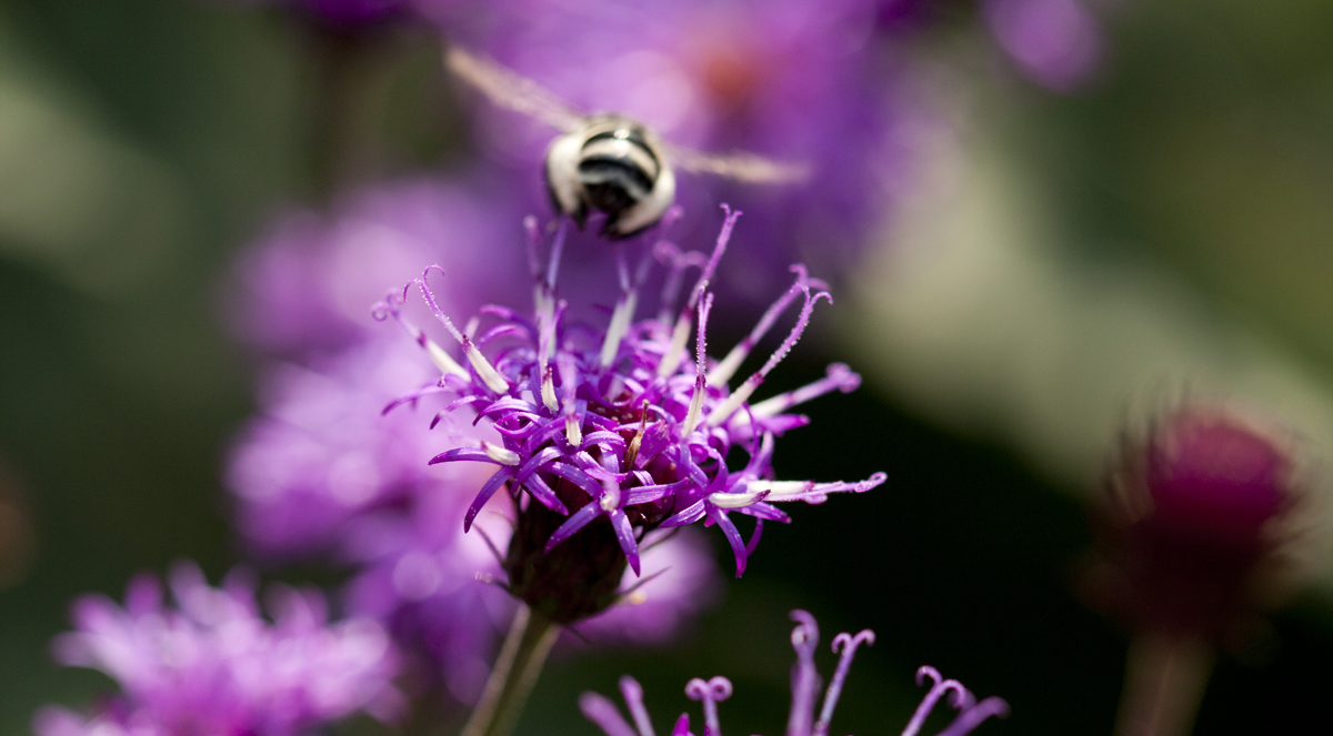 A Weed by Any Other Name - Plant Talk