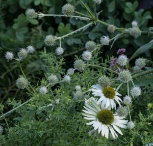 Coneflowers