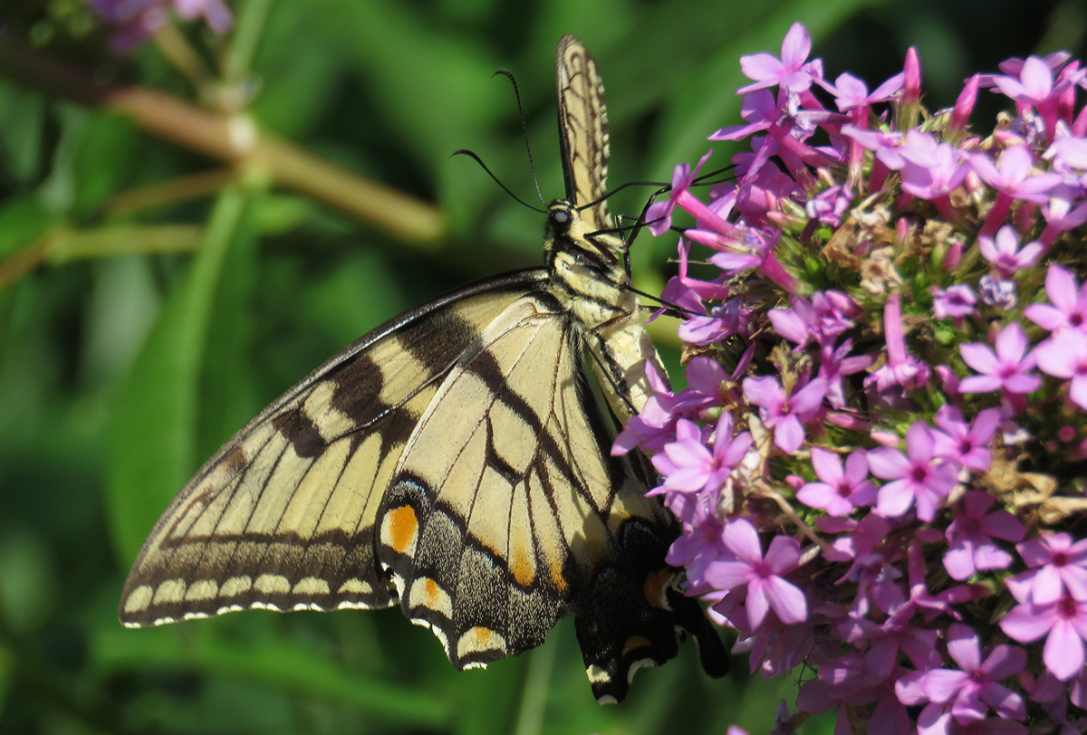 Eastern Tiger Swallowtail Native Plant Garden