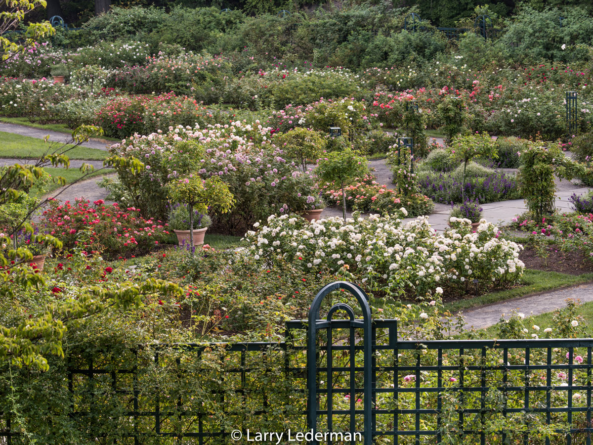 Larry Lederman Peggy Rockefeller Rose Garden