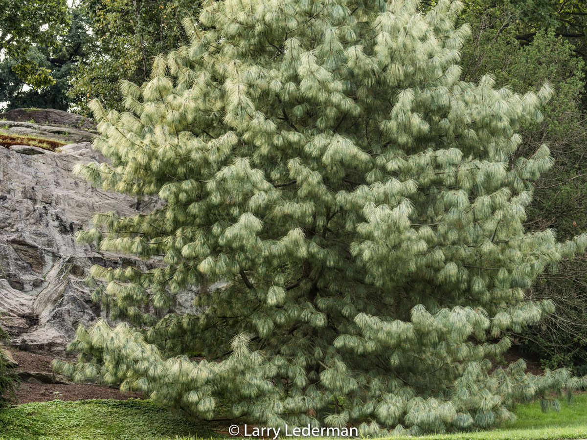 Larry Lederman Benenson Ornamental Conifers
