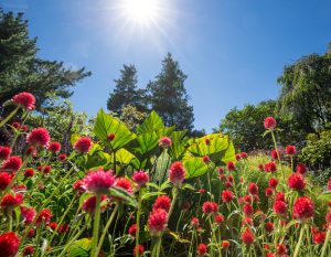 Perennial Garden