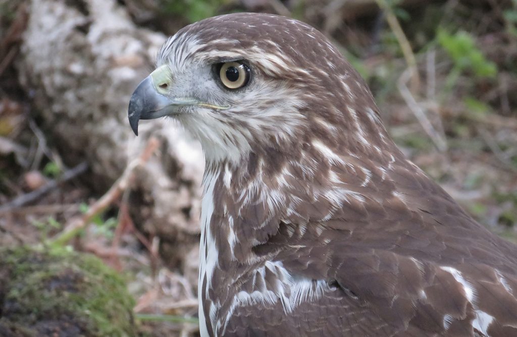 Red-tailed Hawk