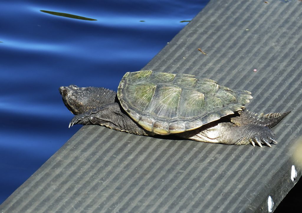 Common snapping turtle