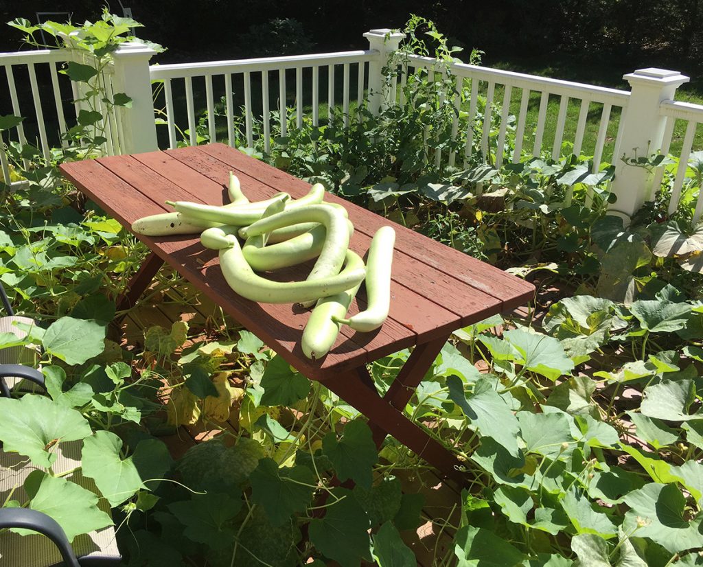 Squash grown from Joe's garden.