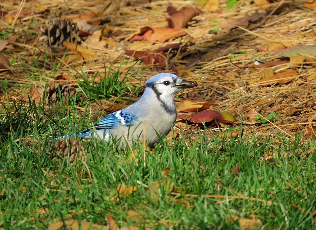 Bluejay