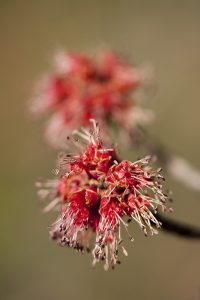 Flowers of red maple (<em>Acer rubrum</em>)