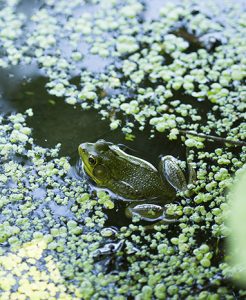 Frog in Mitsubishi Wetlands