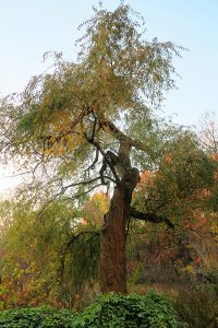 Willow along Wetland Trail