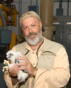 Figure 1: Mike Feller holding a peregrine falcon chick. 