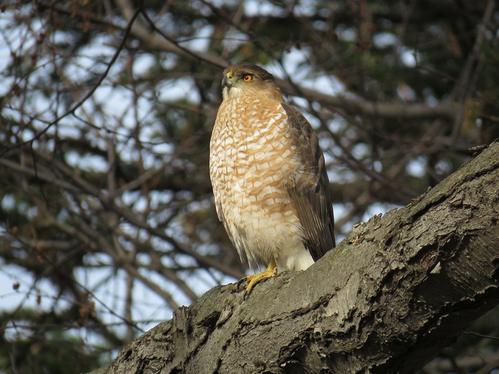 Cooper's Hawk