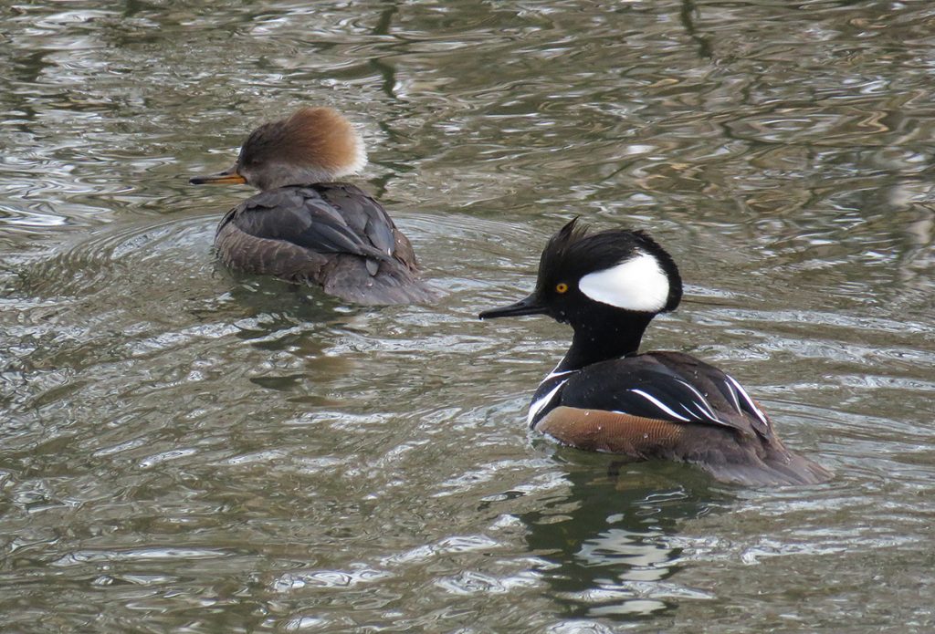 Photo of a pair of hooded mergansers on the Bronx River