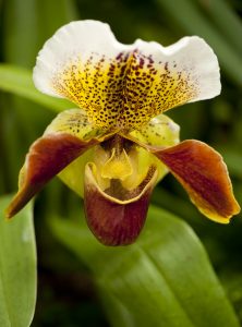Photo of a Paphiopedilum orchid