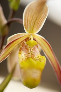 Photo of a Phragmipedium orchid