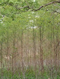 Figure 2: Young sassafras, Hunter Island, Pelham Bay Park, The Bronx – Photo by Mike Feller