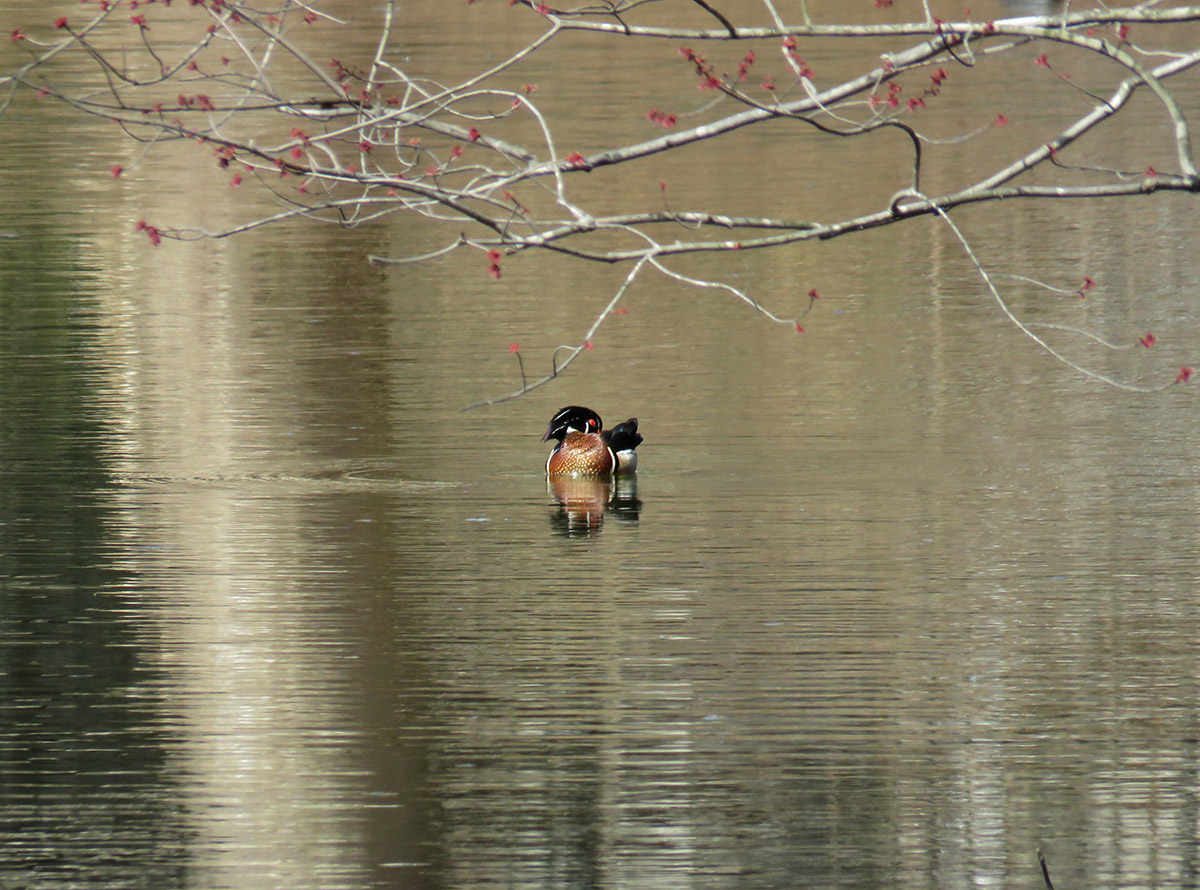 Photo of a wood duck