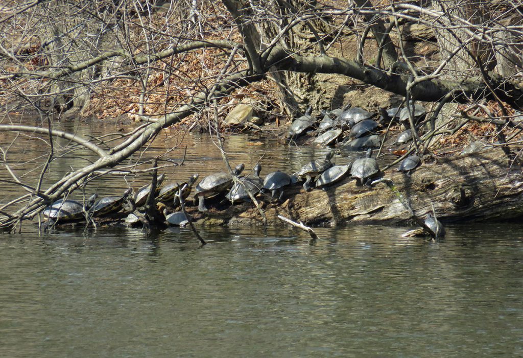 Red-eared Sliders