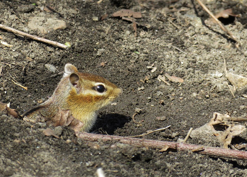 Photo of a chipmunk