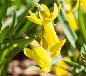 Photo of daffodils