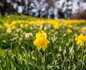 Flowering daffodils (narcissus) at NYBG