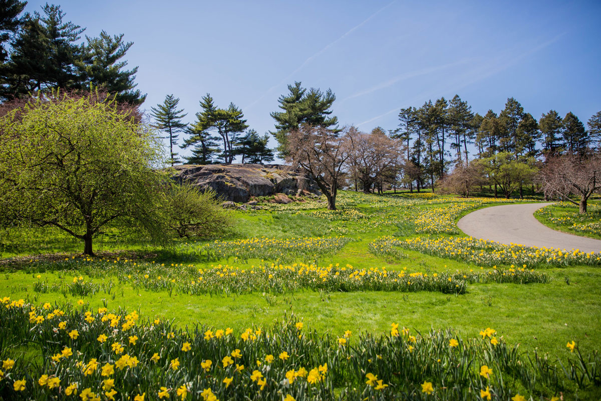 Daffodil Hill comes alive in spring with thousands of blooming Narcissus