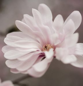 Magnolia stellata _Waterlily_ 10-small