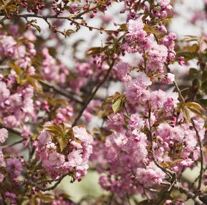 Photo of Prunus Kanzan