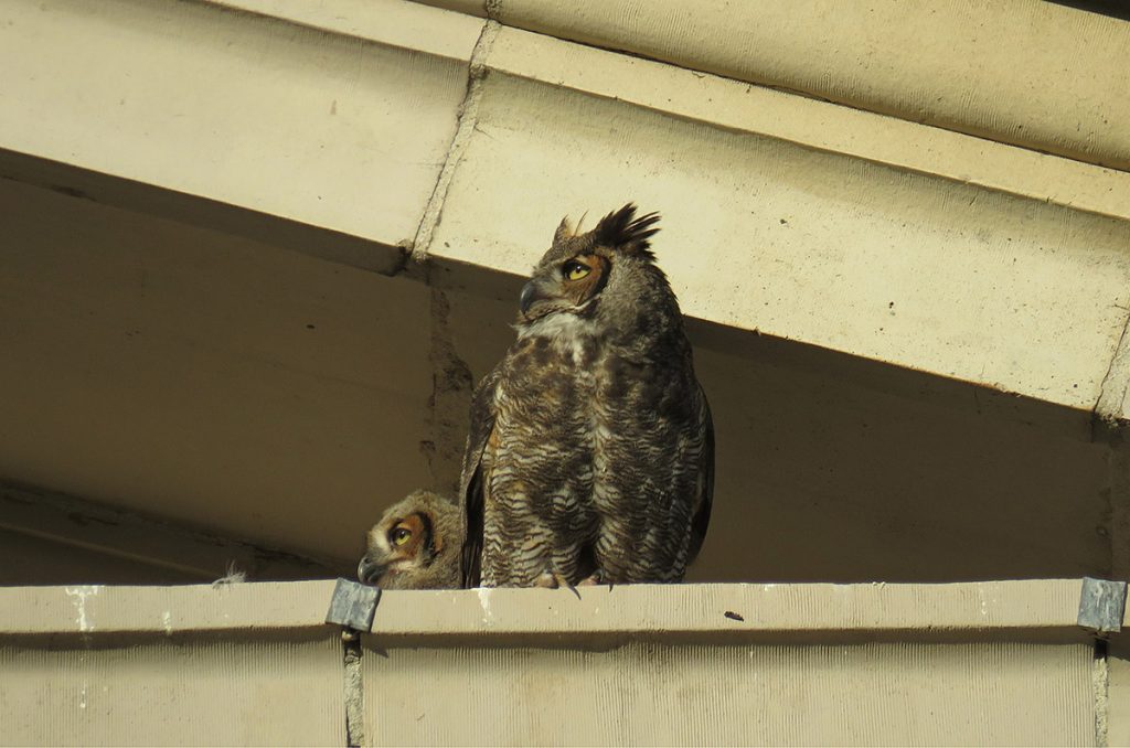 Photo of owls