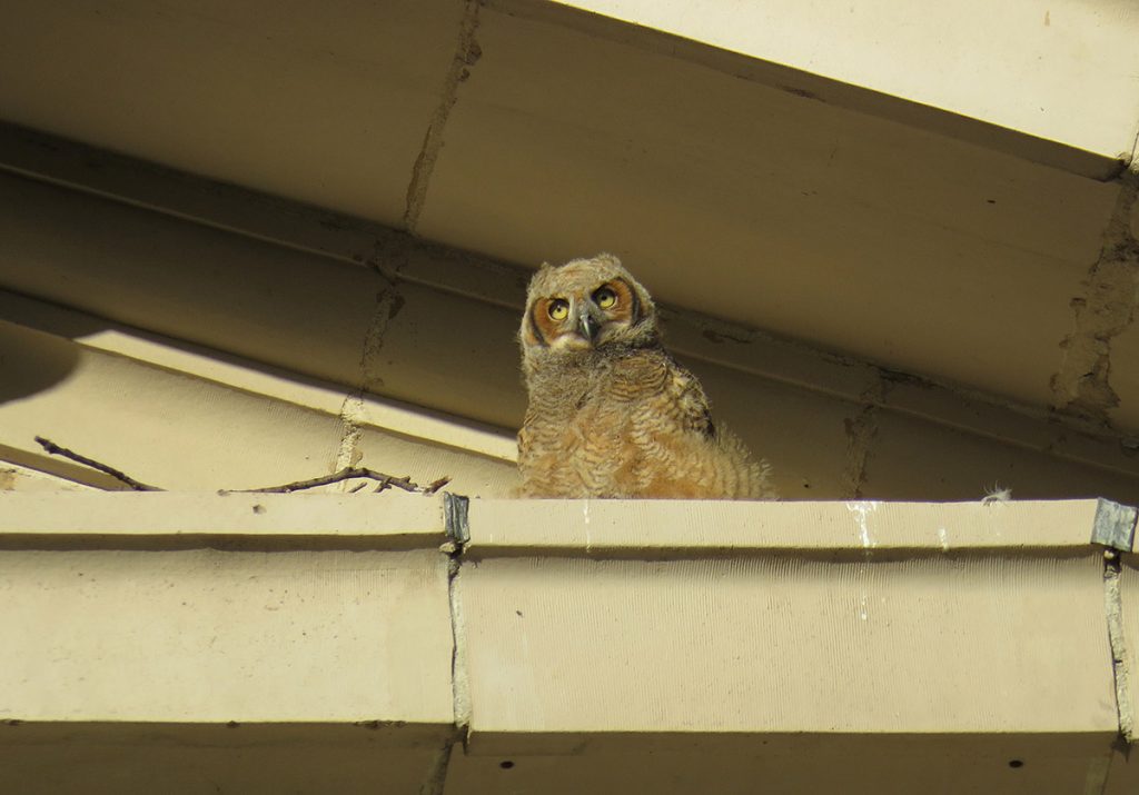 Photo of an owlet