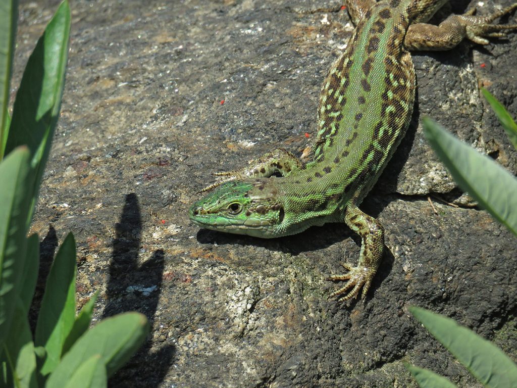 Photo of an Italian wall lizard