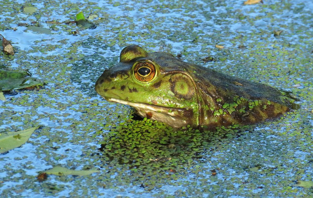 Photo of frog