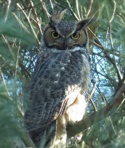 Photo of a Great Horned Owl