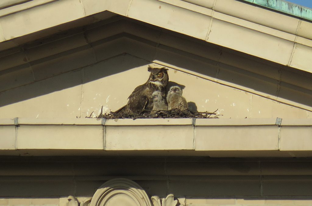 Photo of owls