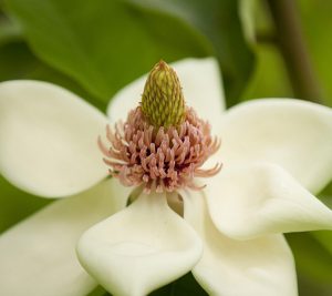 Photo of Magnolia x wieseneri
