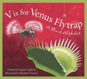 Photo of Venus fly trap